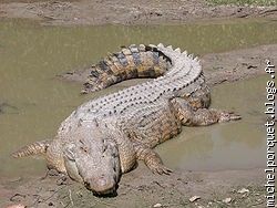 Crocodile d'Amérique = Caïman