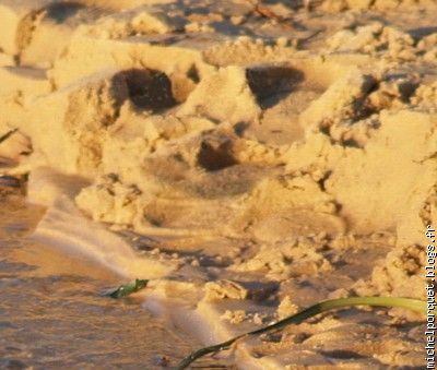 Renard des sables