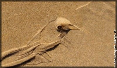 pipiou des sables
